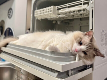 パナソニックの家電が猫ベッドに…？抜群のフィット感で食洗機を使いこなすネコの姿が可愛すぎた