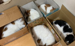 「梱包完了ですニャ」1箱に1匹ずつ入る猫たちの収まり具合が良すぎて今にも出荷されそう