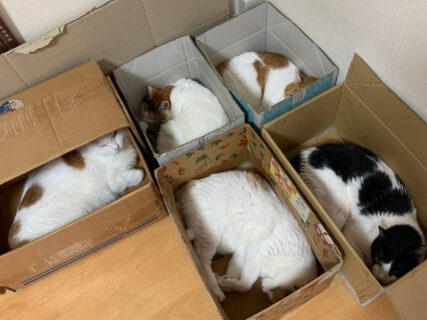 「梱包完了ですニャ」1箱に1匹ずつ入る猫たちの収まり具合が良すぎて今にも出荷されそう