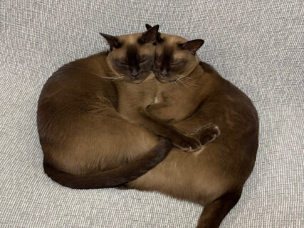「この上ないシンクロ率」仲が良すぎてひとつになった兄弟猫の寝姿に、この世の平和が凝縮されていた