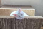 「マタタビ中毒かと思った」正気を失った顔で甘える猫ちゃんのクセが強すぎて爆笑する人が続出