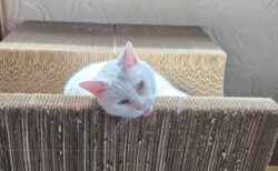 「マタタビ中毒かと思った」正気を失った顔で甘える猫ちゃんのクセが強すぎて爆笑する人が続出