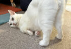 【どんな気分なの？】お尻をトントンして欲しい猫ちゃん、待ってる時の顔が虚無すぎると話題に