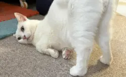 ネコ　大阪 楽天市場】【楽天ランキング1位入賞】獣医師監修 猫 トンネル