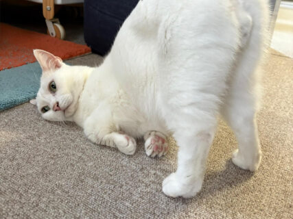 【どんな気分なの？】お尻をトントンして欲しい猫ちゃん、待ってる時の顔が虚無すぎると話題に