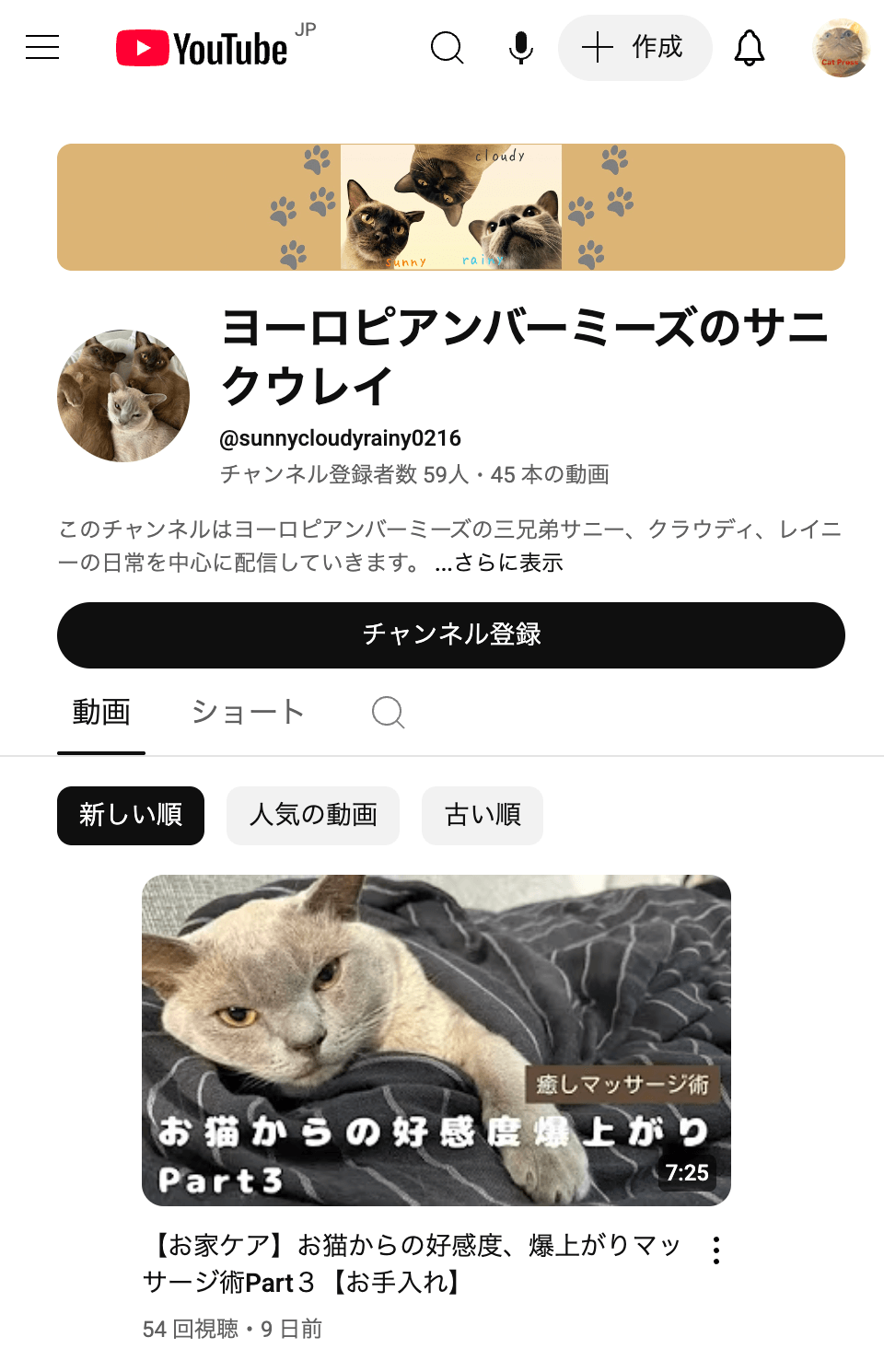 ヨーロピアンバーミーズのサニクウレイ