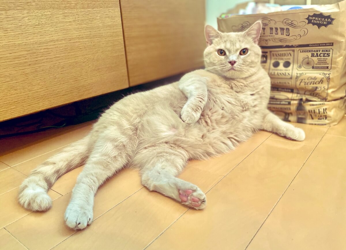 ブリティッシュショートヘアのもちくん