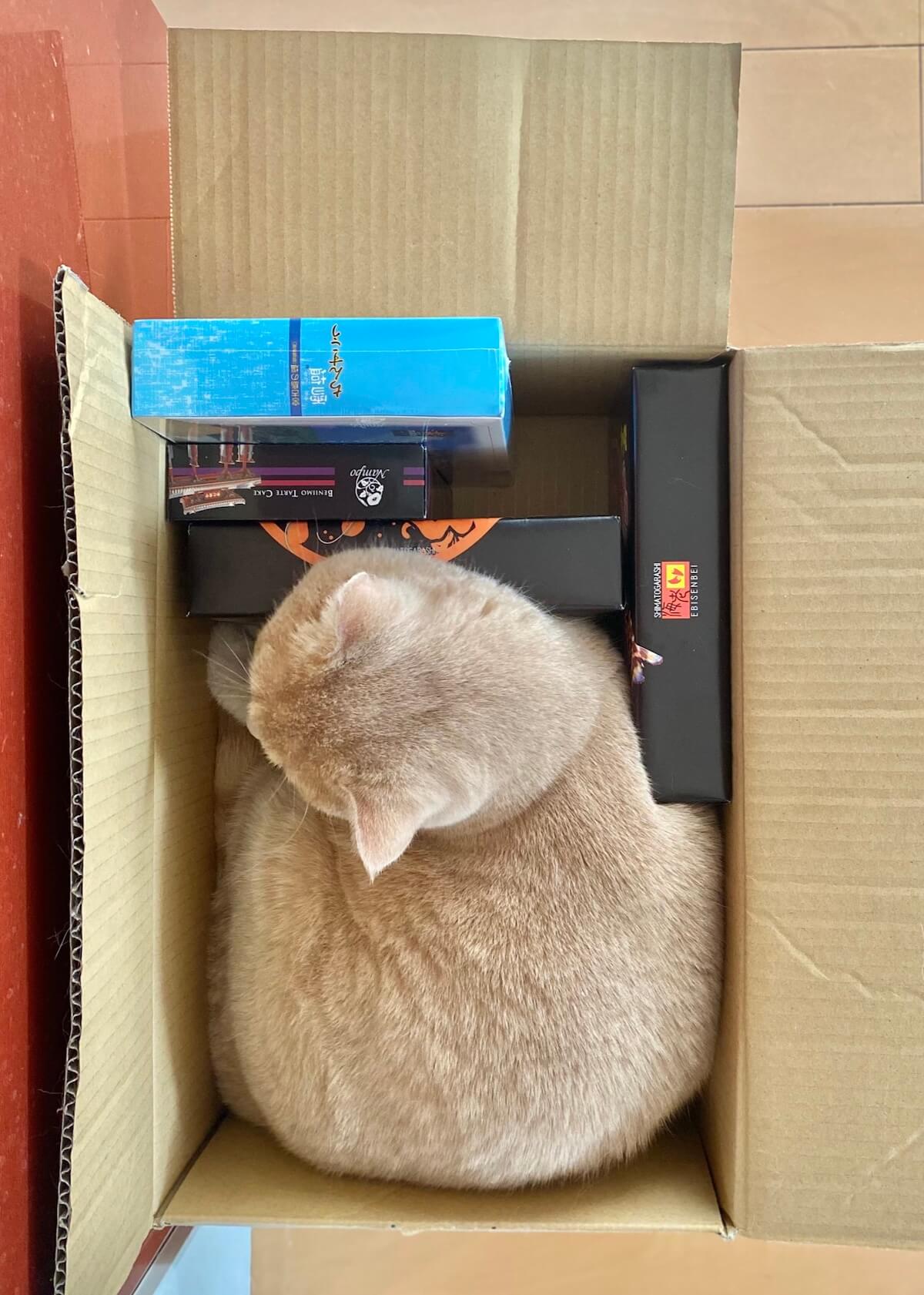 お菓子の箱を枕にして寝ることにした猫ちゃん