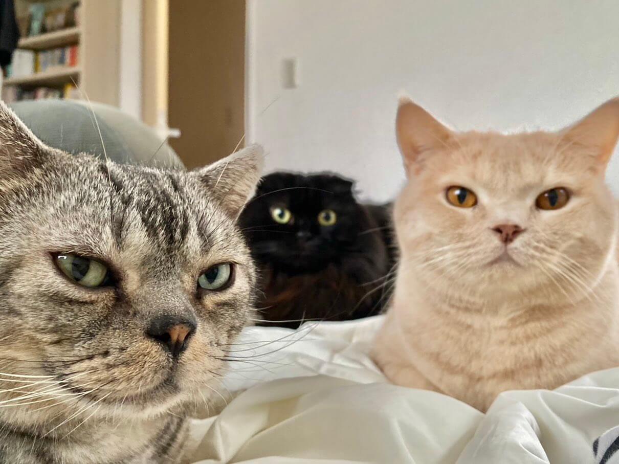 保護猫のふくまるくん、ムックくん、もちくん