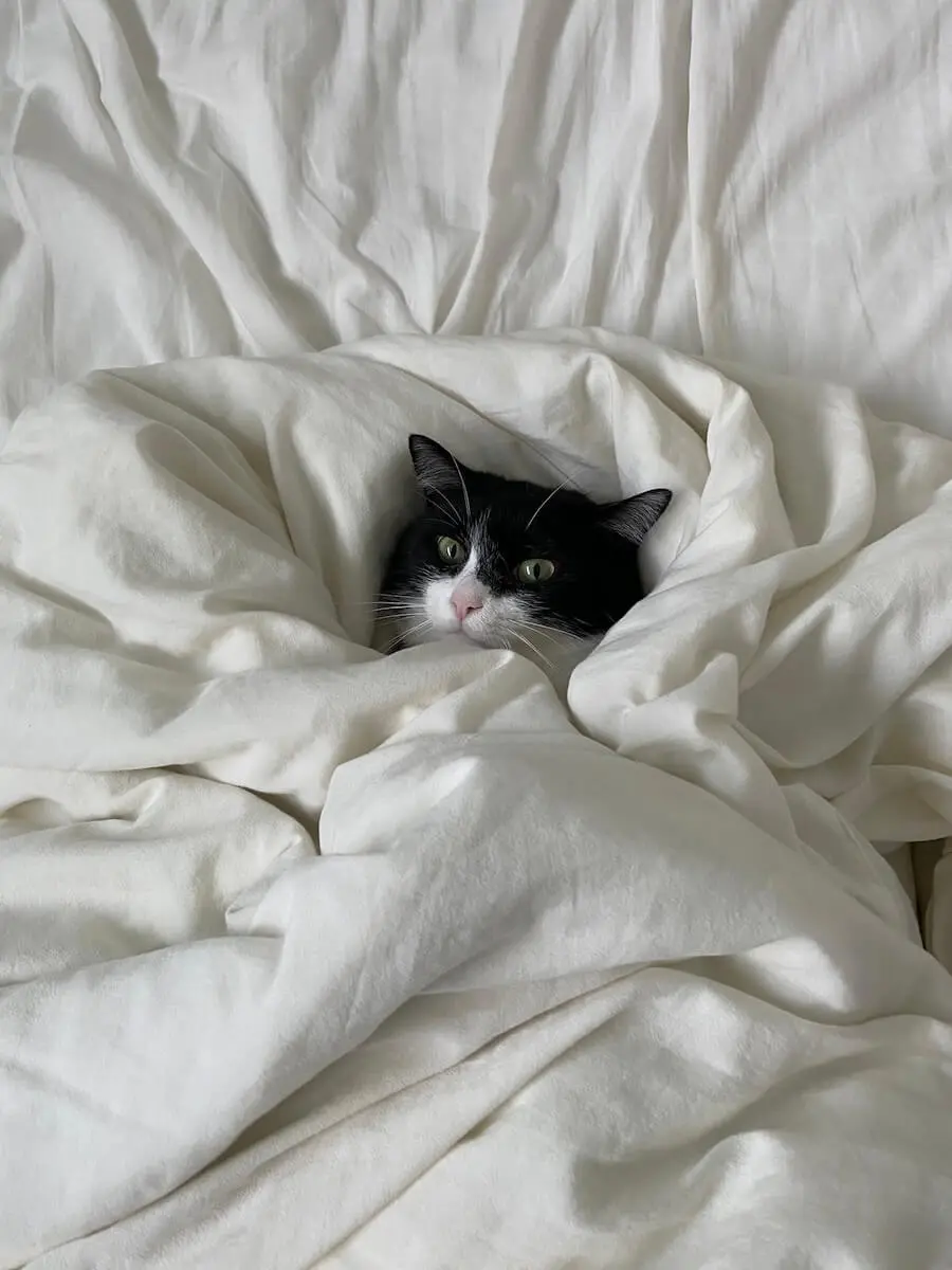 イタズラして「布団でくるむ刑」に処された猫ちゃん、お仕置きのわりに