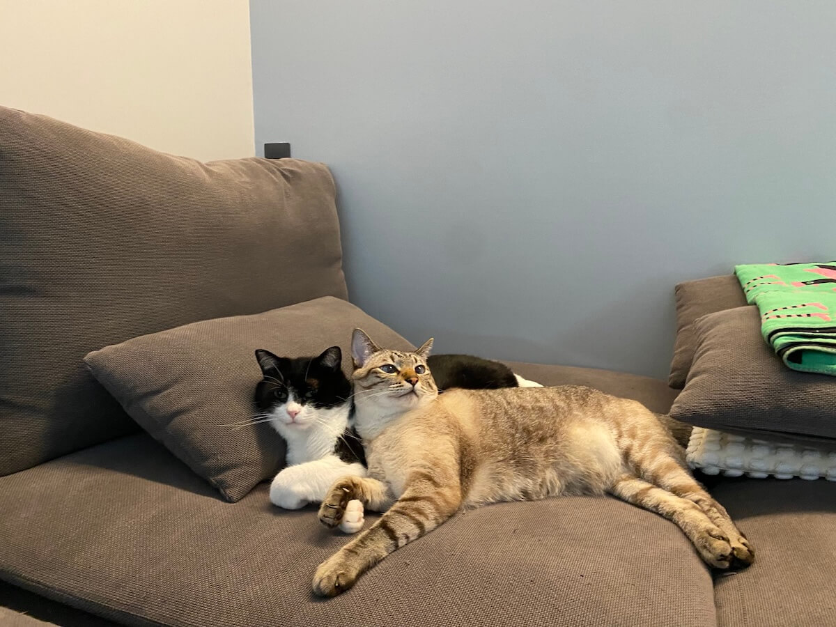 ハルくんと弟猫