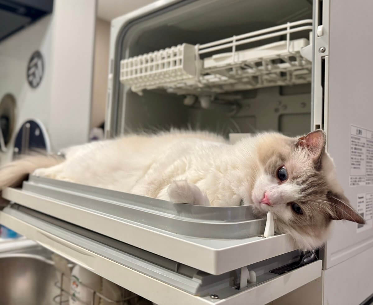 食洗機の中でくつろぐ猫ちゃん