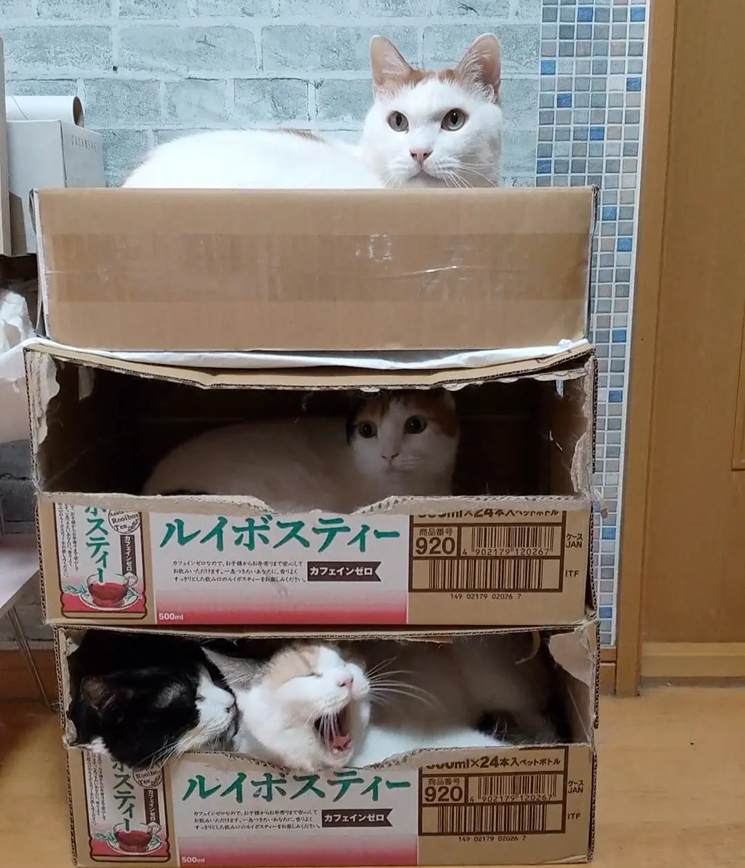 梱包完了ですニャ」1箱に1匹ずつ入る猫たちの収まり具合が良すぎて