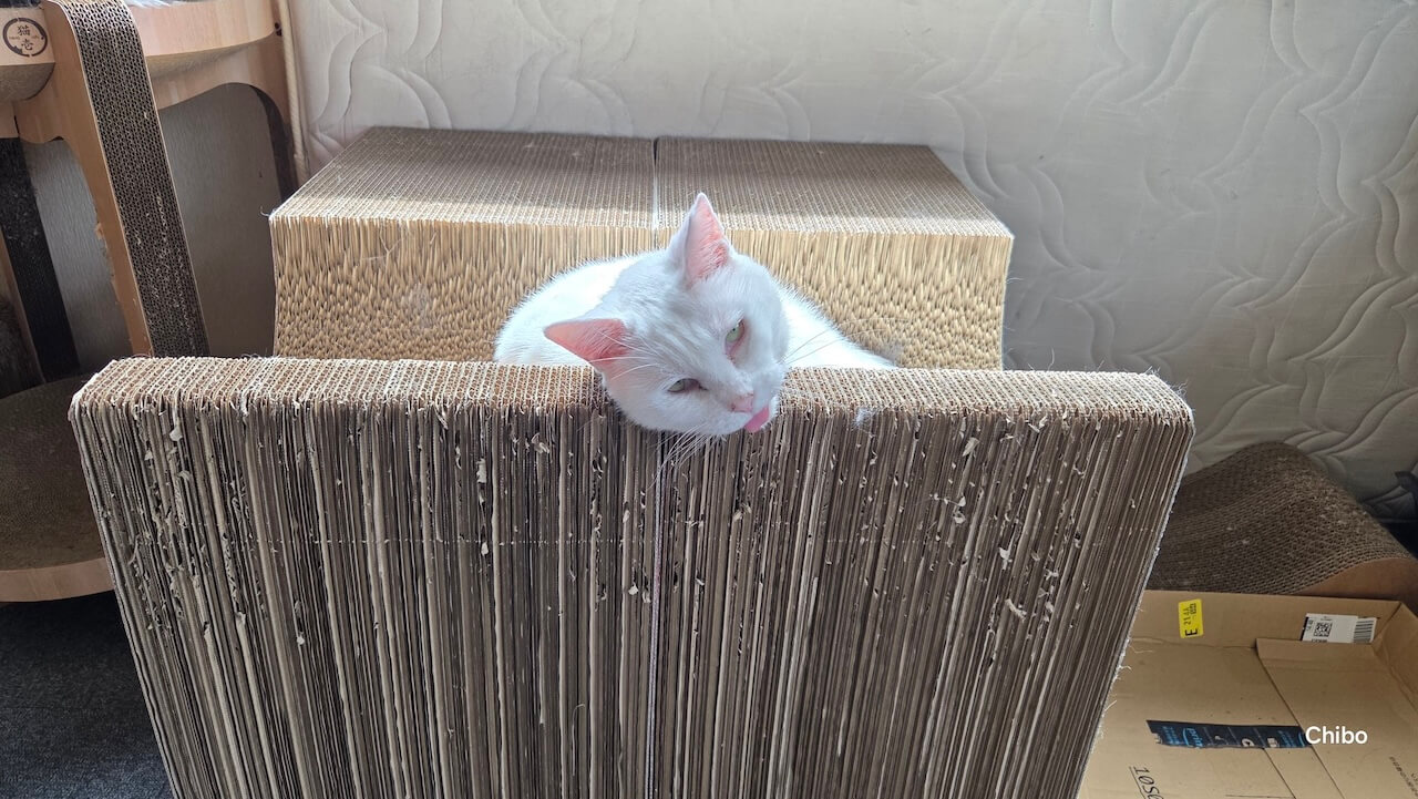 変顔で甘える白猫ちゃん
