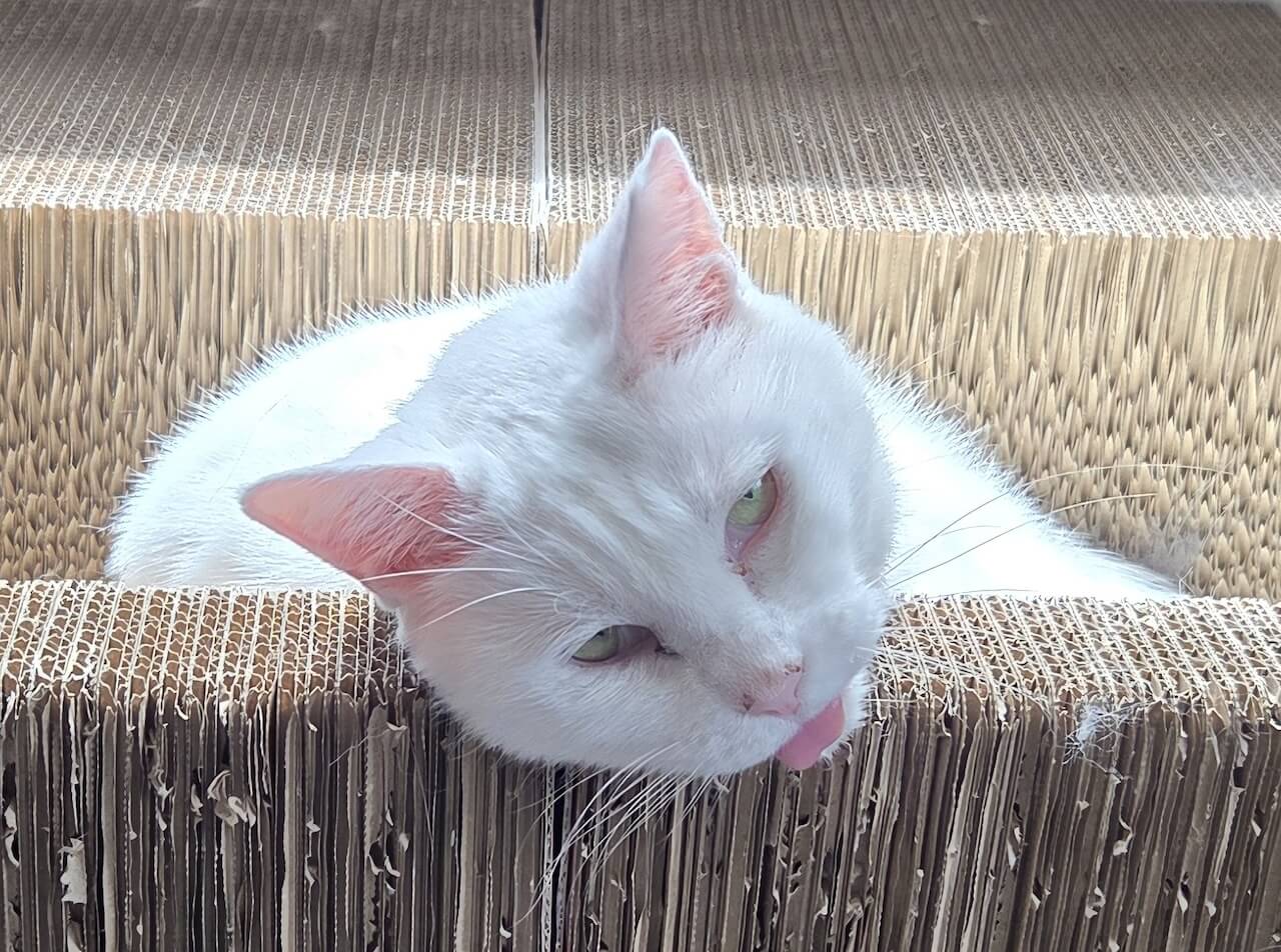 おもちちゃんの撫でて欲しい時の甘え顔