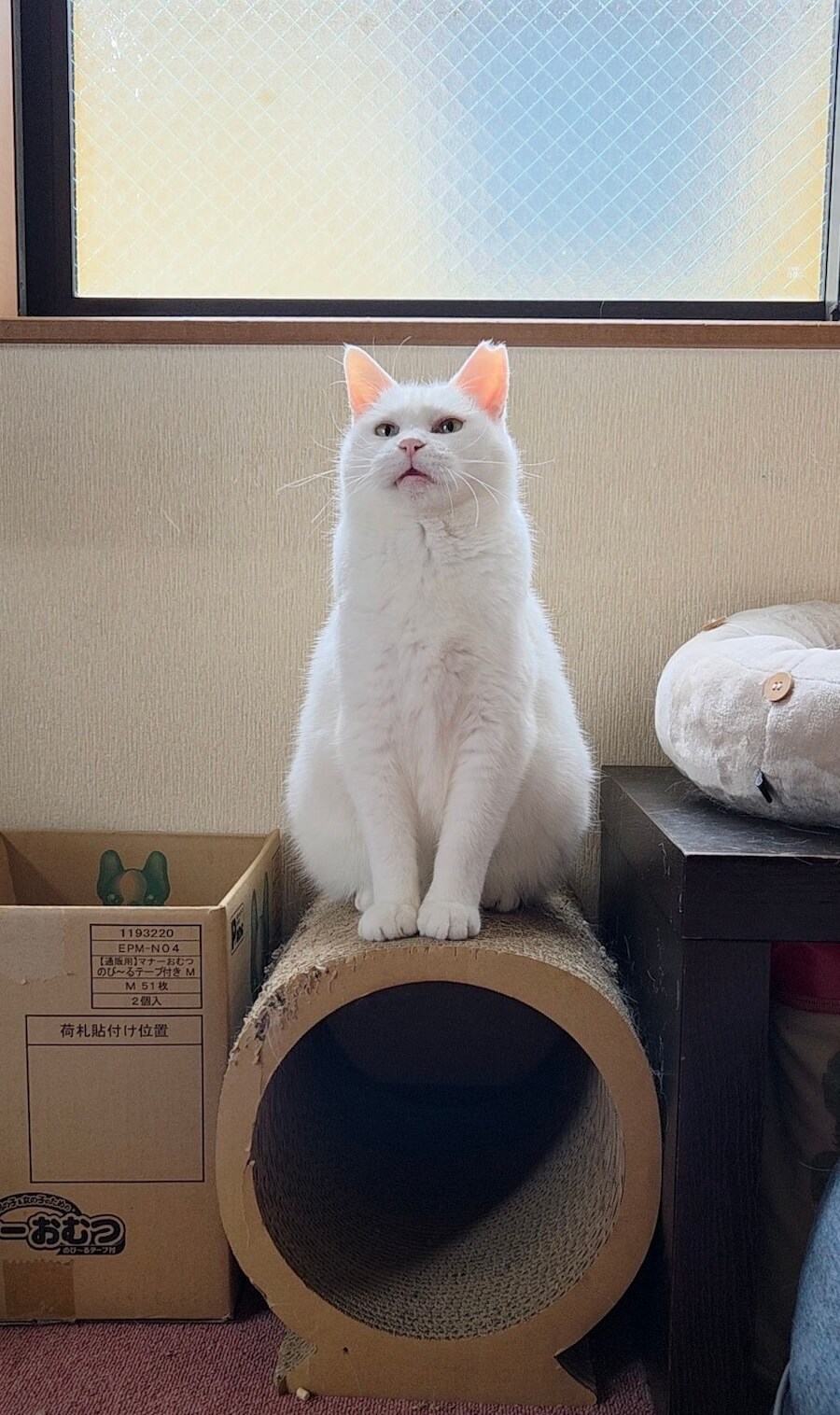 白猫のおもちちゃん