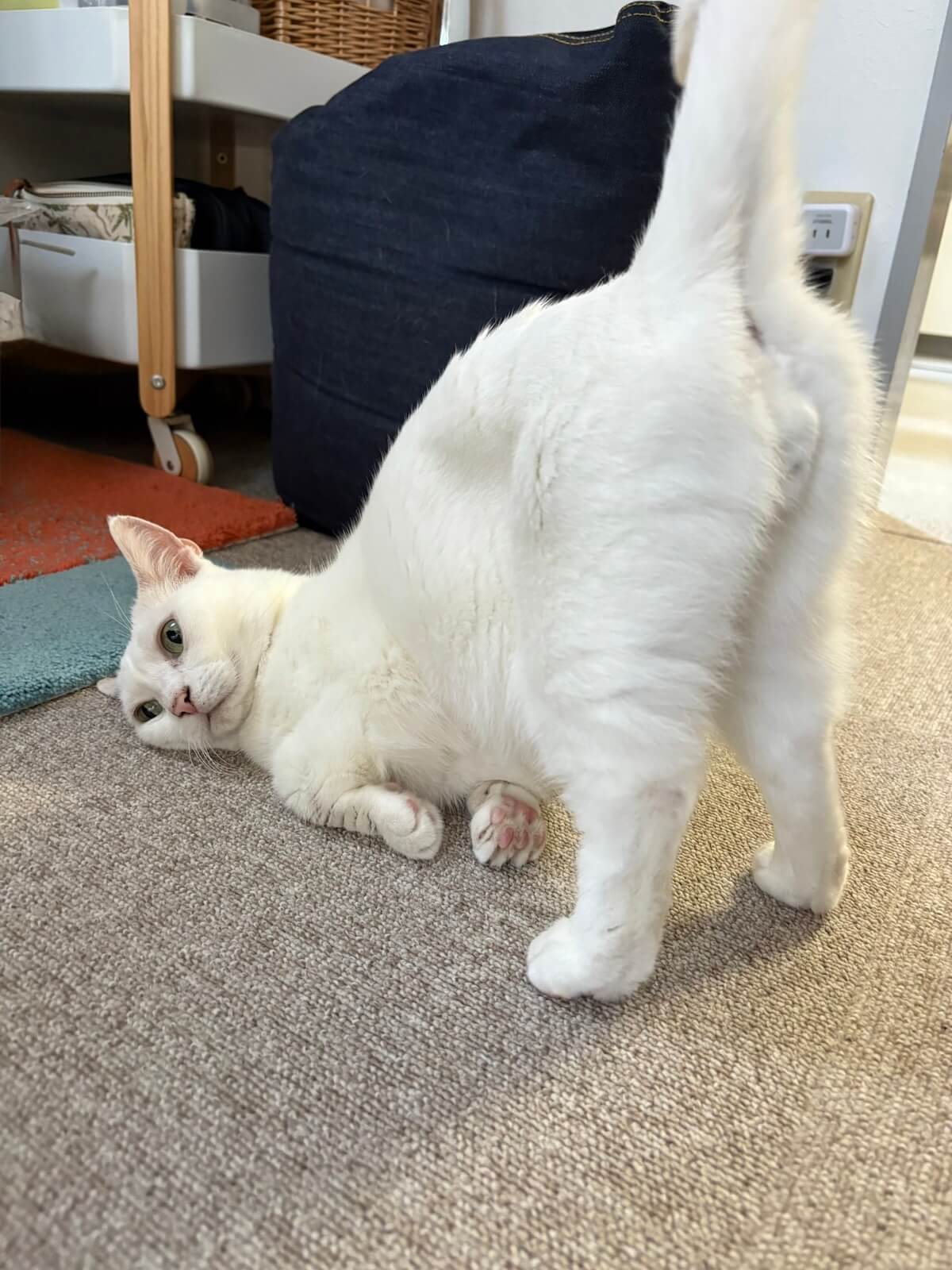 お尻トントンを待っている虚無顔の猫ちゃん