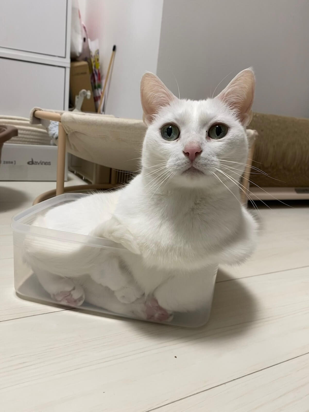白猫の「うに」くん