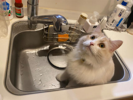 猫は入っちゃダメな場所ほど好き！シンクに座って料理をさせないネコの姿が可愛すぎて大反響