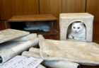「もう完成でいいよね？」キャットタワーの組み立て現場で起こった猫あるあるな出来事に、共感するユーザーが続出