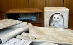 「もう完成でいいよね？」キャットタワーの組み立て現場で起こった猫あるあるな出来事に、共感するユーザーが続出