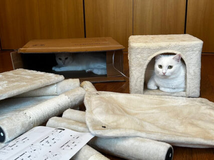 「もう完成でいいよね？」キャットタワーの組み立て現場で起こった猫あるあるな出来事に、共感するユーザーが続出