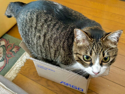 「私の見立てによると、無理ですねえ…」目測を誤って箱に入れない猫ちゃんの姿が微笑ましいと話題に