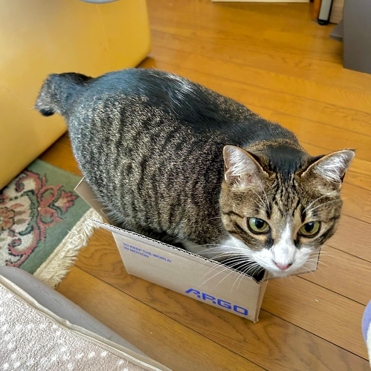小さな箱すぎて入れない猫ちゃん