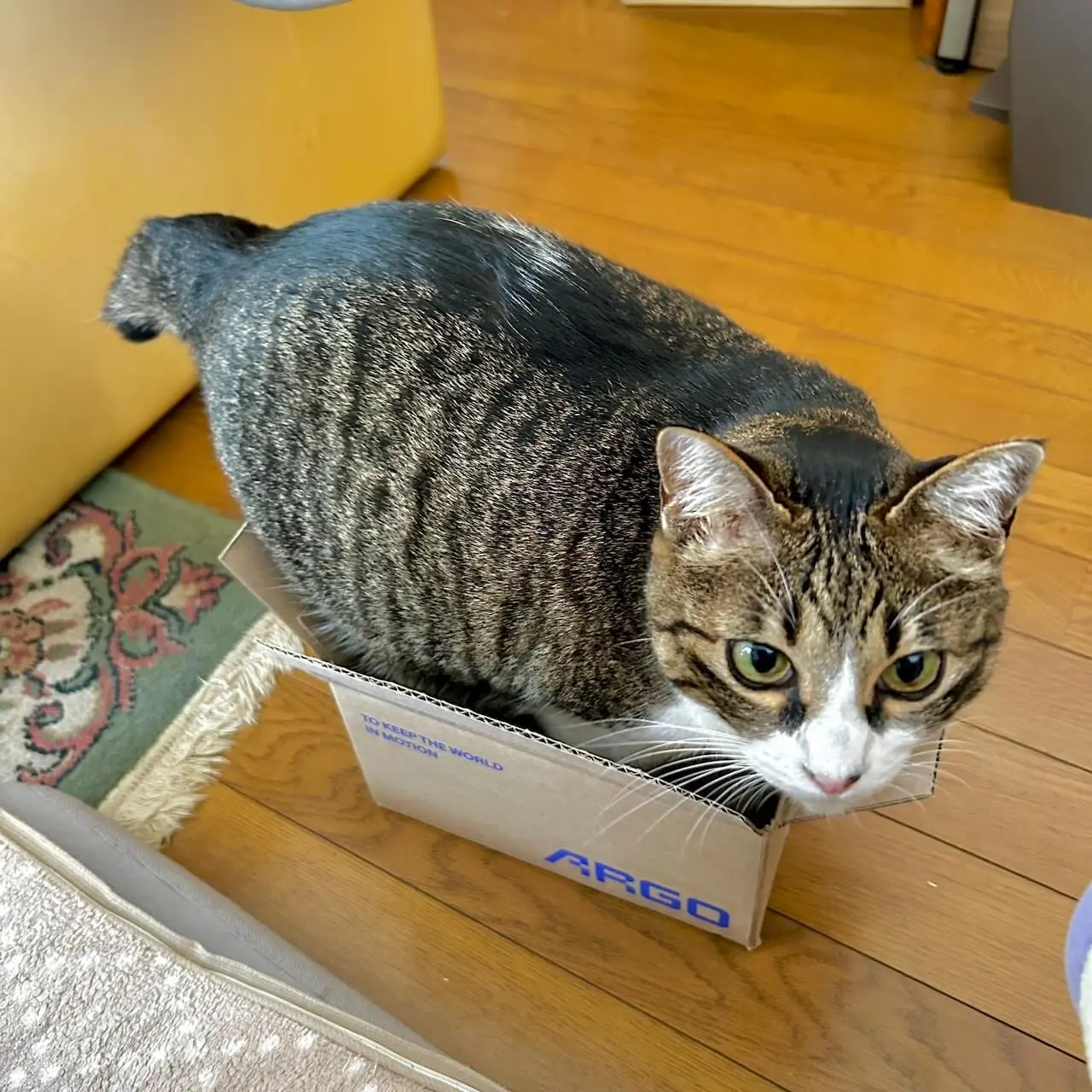 私の見立てによると、無理ですねえ…」目測を誤って箱に入れない猫