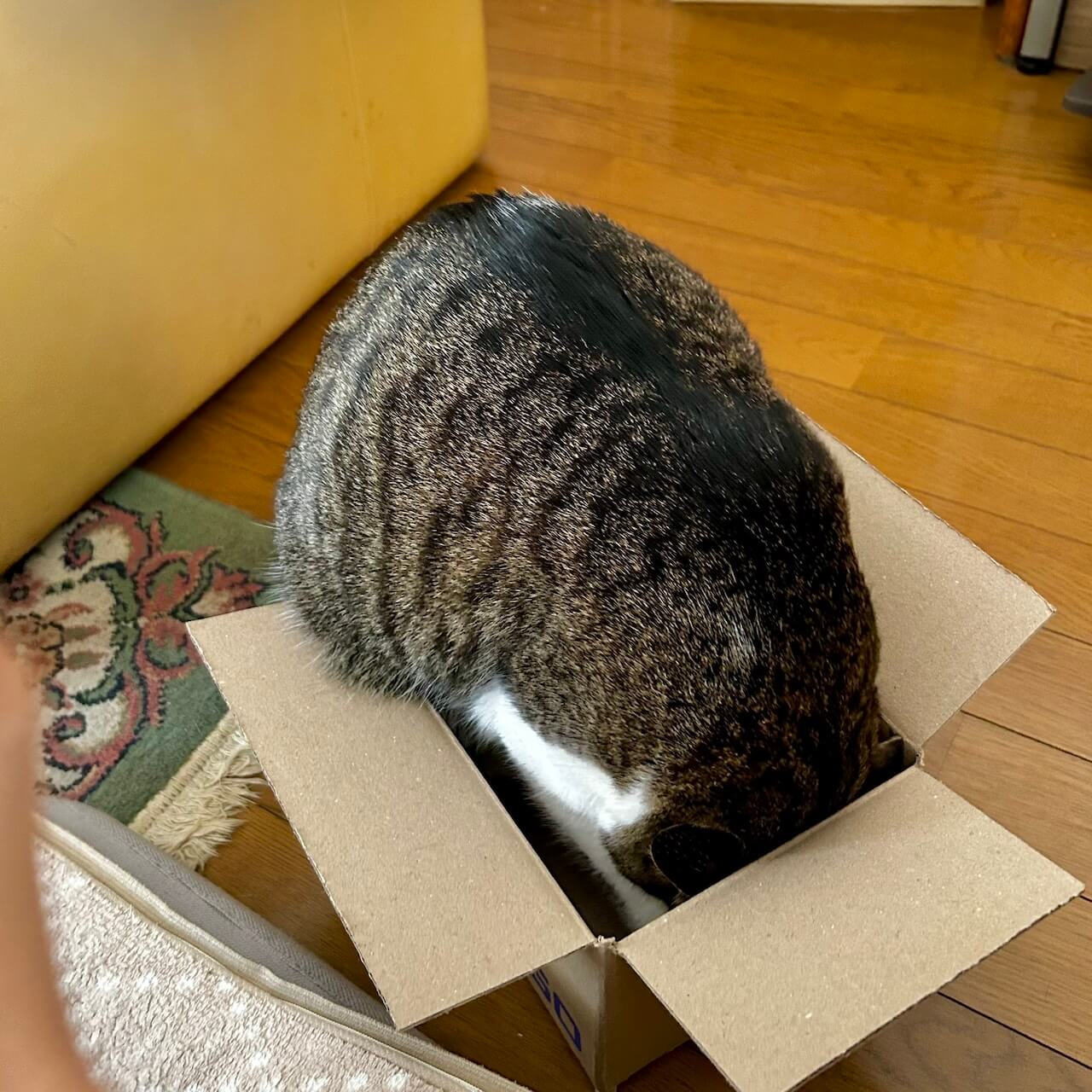 向きを変えて何とか箱に入ろうと試みる猫ちゃん