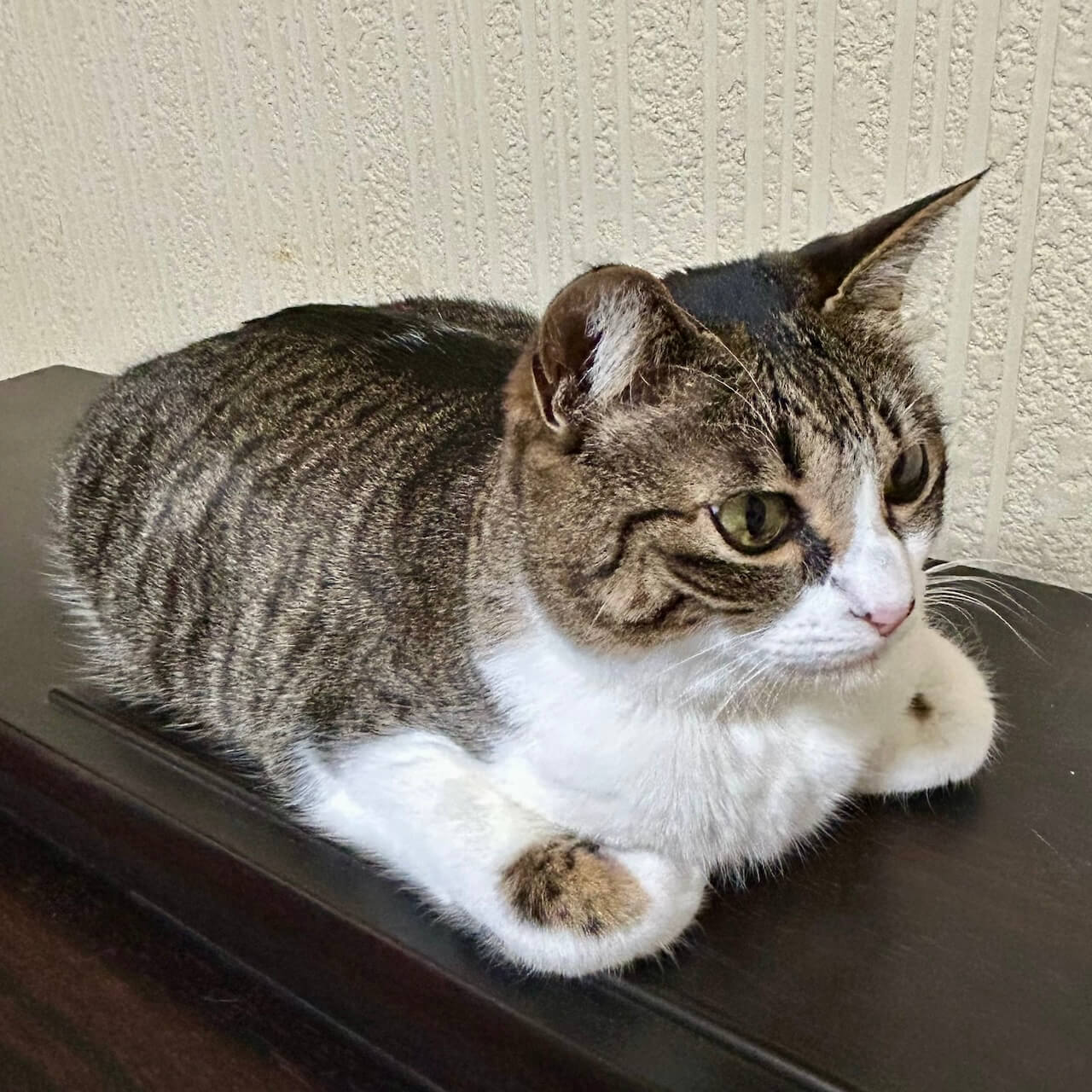 変わった香箱座りをする猫のクロエちゃん