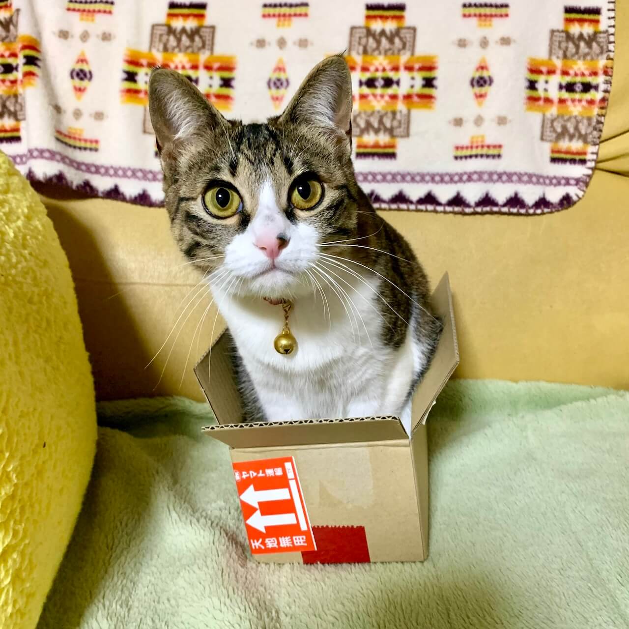 小さな箱にチャレンジする猫のクロエちゃん