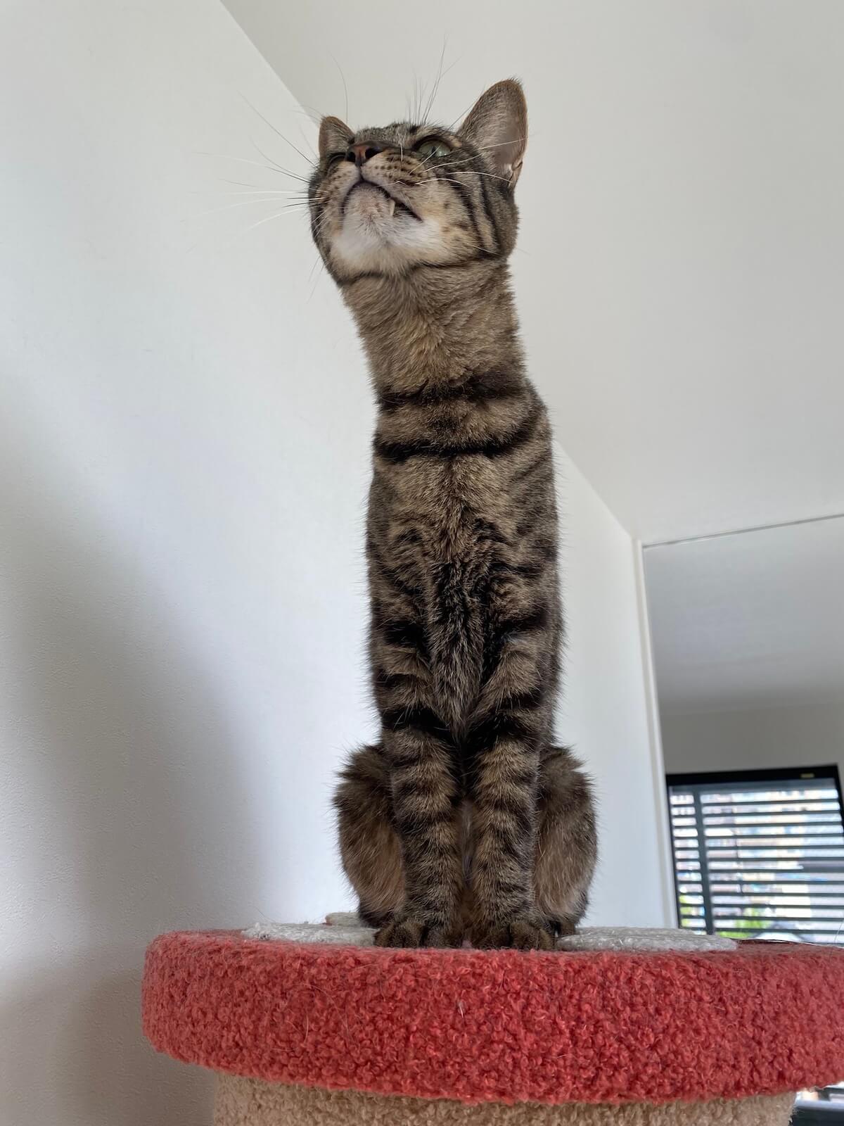 チンアナゴみたいに長い猫ちゃん