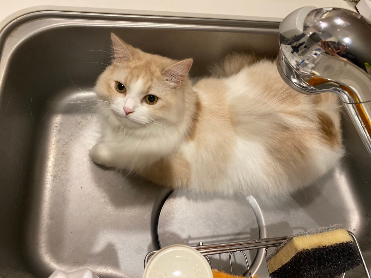 シンクの中で居心地良さそうに座る猫ちゃん