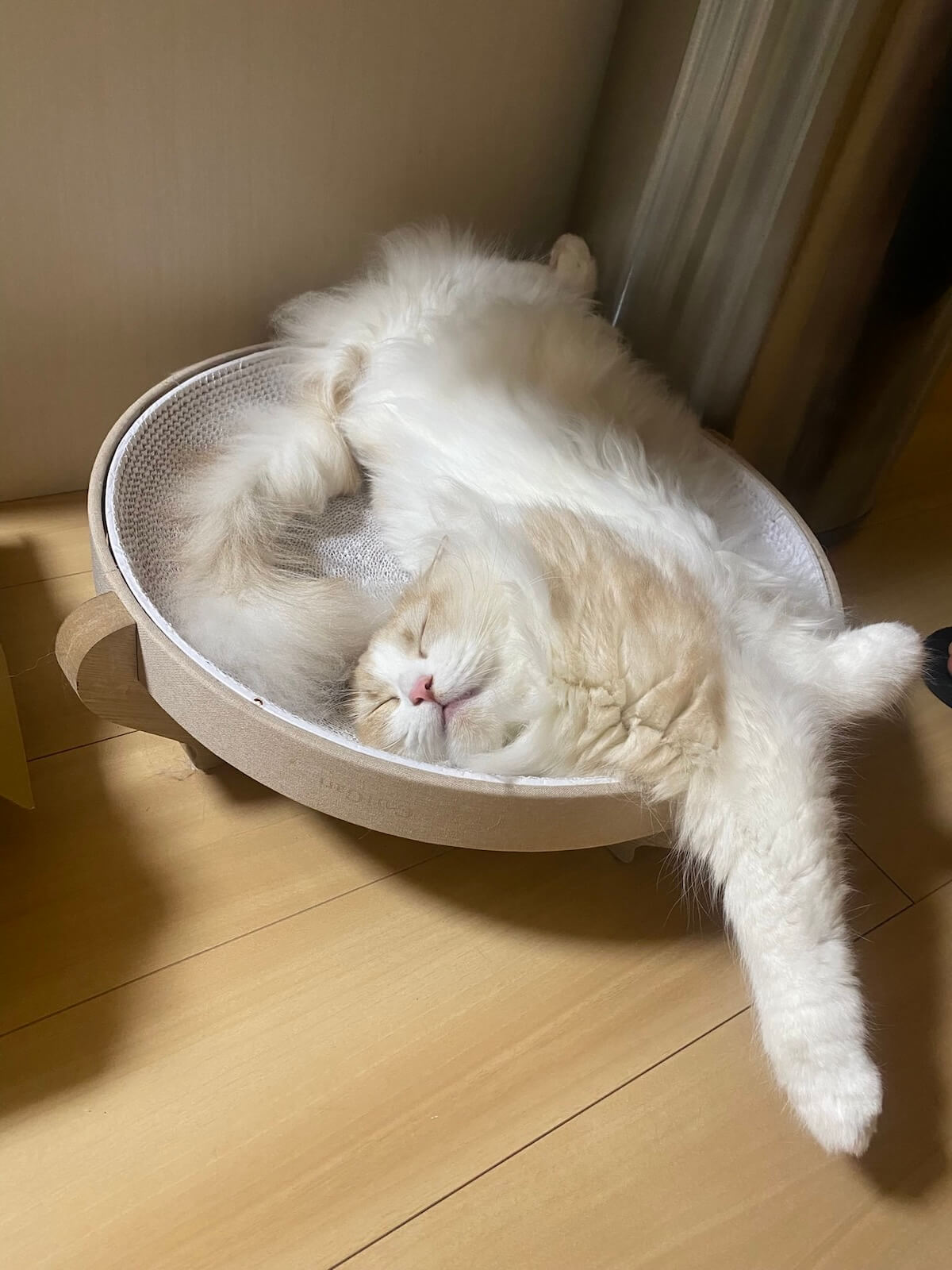猫ベッドで寝るもなか君