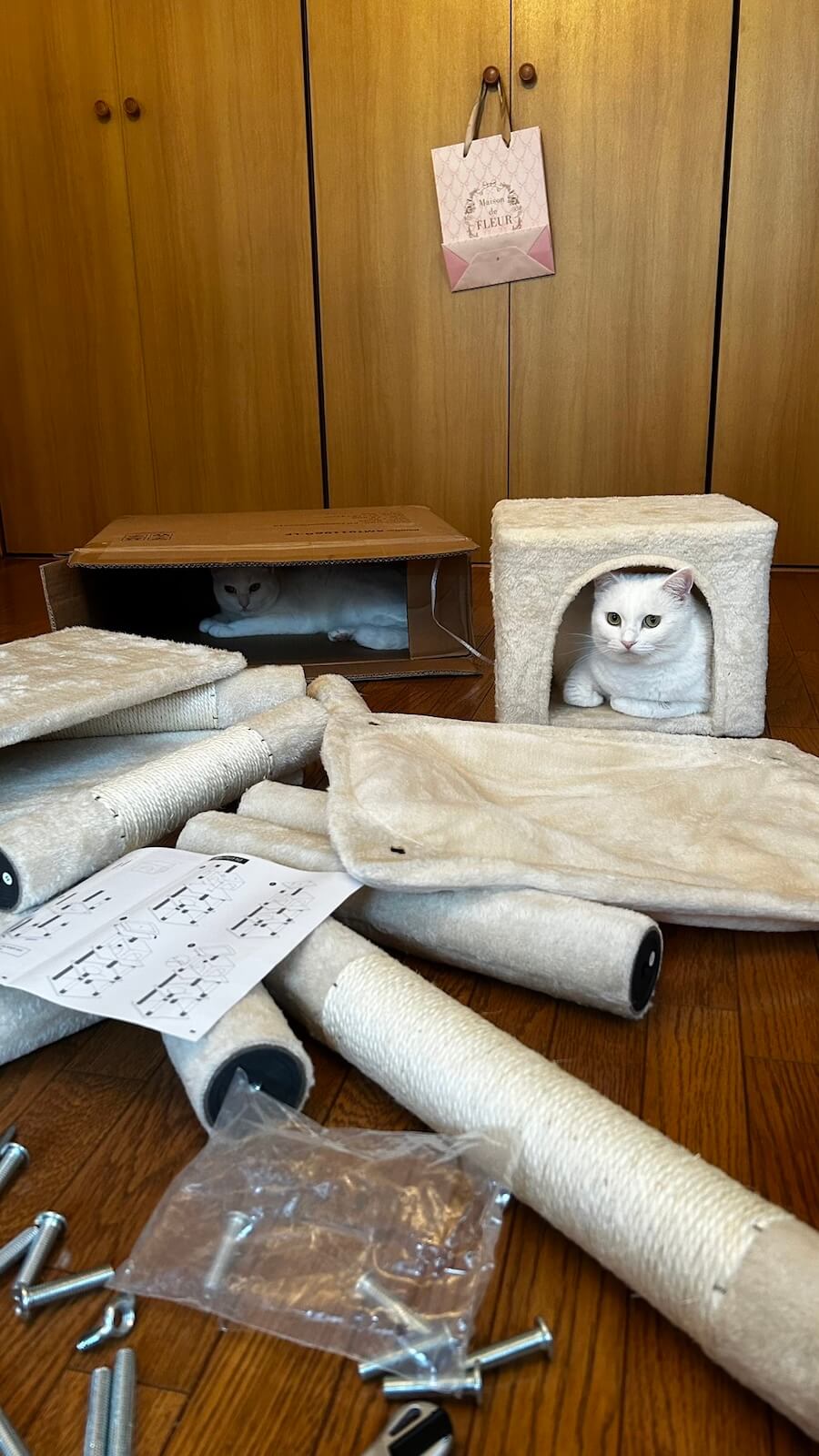 障子の開いた窓から外を眺める猫ちゃん