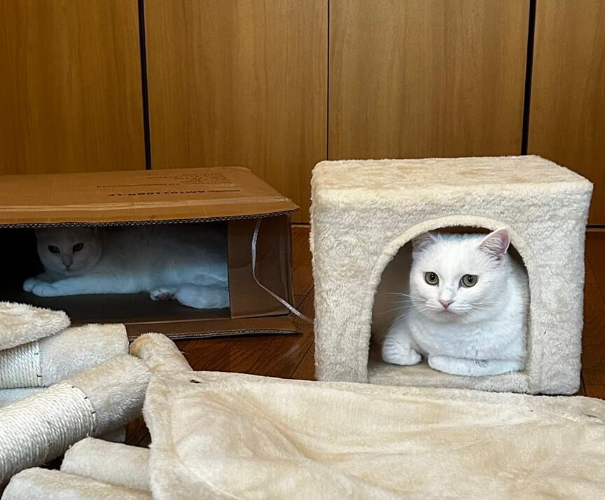 キャットタワーの組み立て中に休憩する猫ちゃんたち