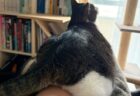 「お前さっき◯◯したよな?」飼い主の腕にまたがる猫ちゃん、その可愛い後ろ姿に隠れたヒミツとは