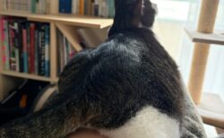「お前さっき◯◯したよな？」飼い主の腕にまたがる猫ちゃん、その可愛い後ろ姿に隠れたヒミツとは