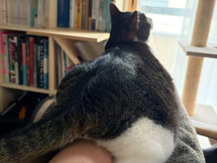「お前さっき◯◯したよな？」飼い主の腕にまたがる猫ちゃん、その可愛い後ろ姿に隠れたヒミツとは