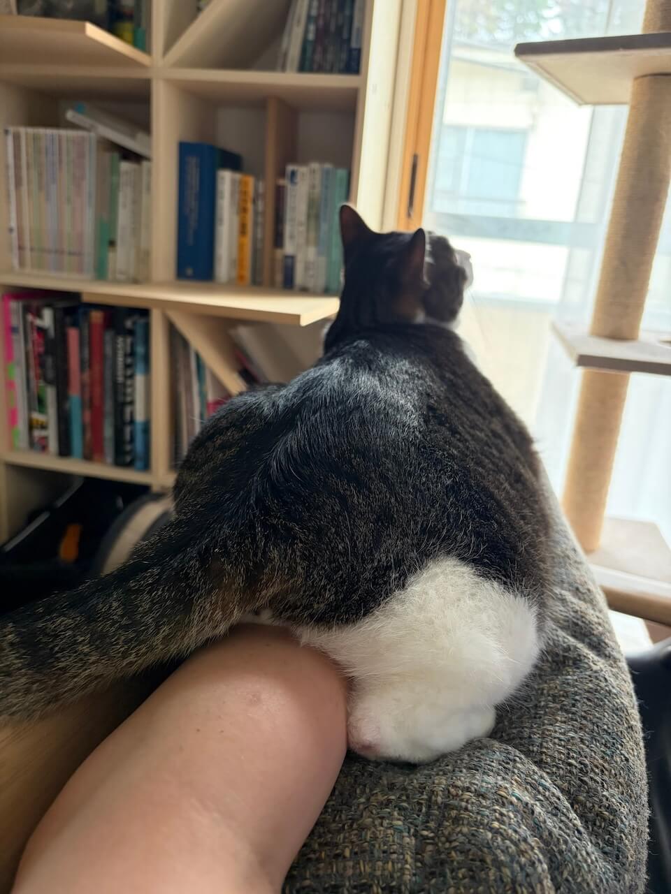 飼い主さんの腕の上にまたがって座るティニーくん