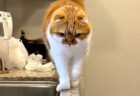 立入禁止のキッチンに忍び込んだ猫ちゃん