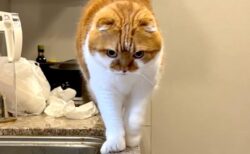 立入禁止のキッチンに忍び込んだ猫ちゃん