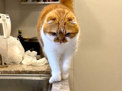 立入禁止のキッチンに忍び込んだ猫ちゃん