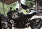 人のバイクに勝手にまたがる輩を発見→正体はツーリングの宿泊先の飼い猫ちゃんだった