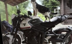 人のバイクに勝手にまたがる輩を発見→正体はツーリングの宿泊先の飼い猫ちゃんだった