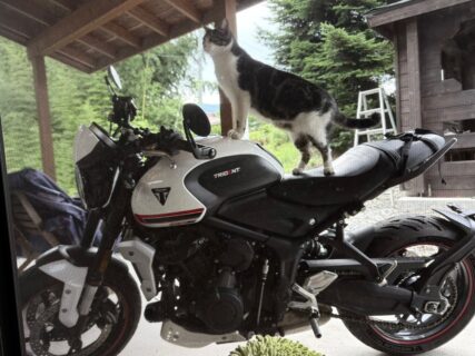人のバイクに勝手にまたがる輩を発見→正体はツーリングの宿泊先の飼い猫ちゃんだった