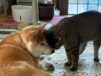 【仲良しの証拠】頭をグイグイこすりつける猫と、それを顔面で受け止める犬の姿が可愛らしいと話題に