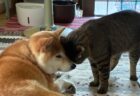【仲良しの証拠】頭をグイグイこすりつける猫と、それを顔面で受け止める犬の姿が可愛らしいと話題に