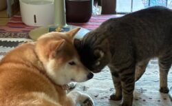 【仲良しの証拠】頭をグイグイこすりつける猫と、それを顔面で受け止める犬の姿が可愛らしいと話題に